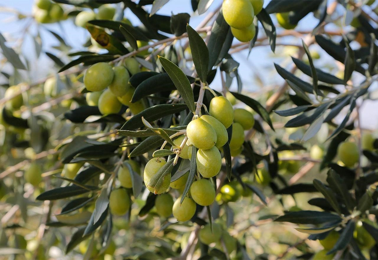 Wine & Olive Oil Tasting Olives