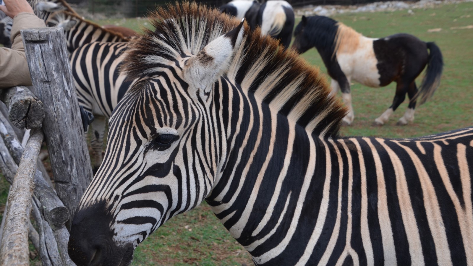 Istria Experience - Brijuni Zebra