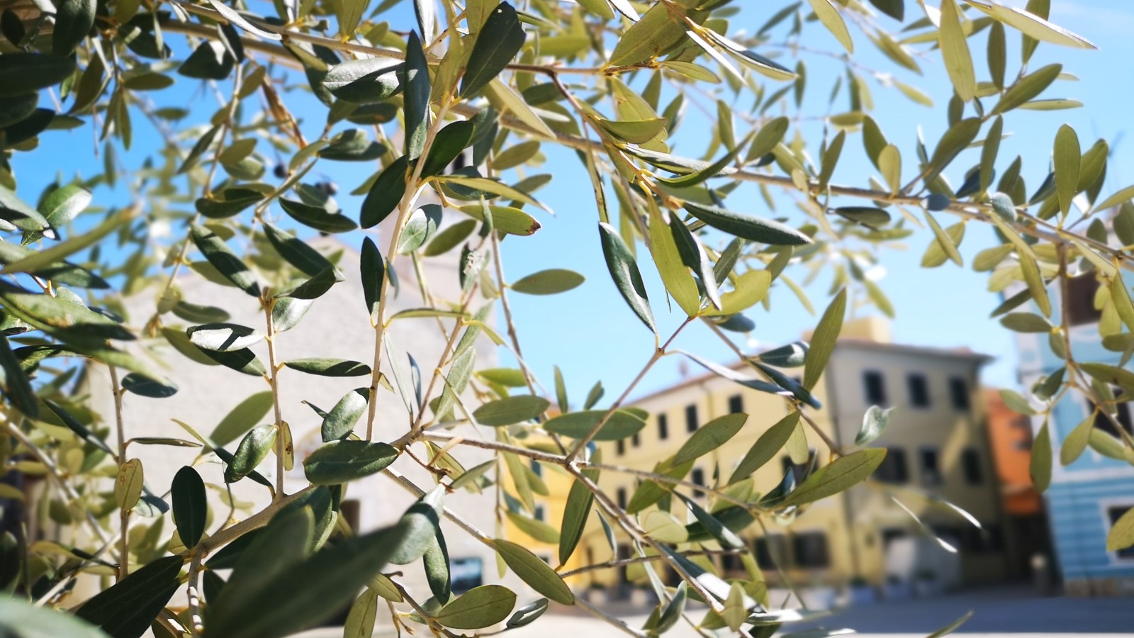 Villetta Phasiana Through Olive Tree View