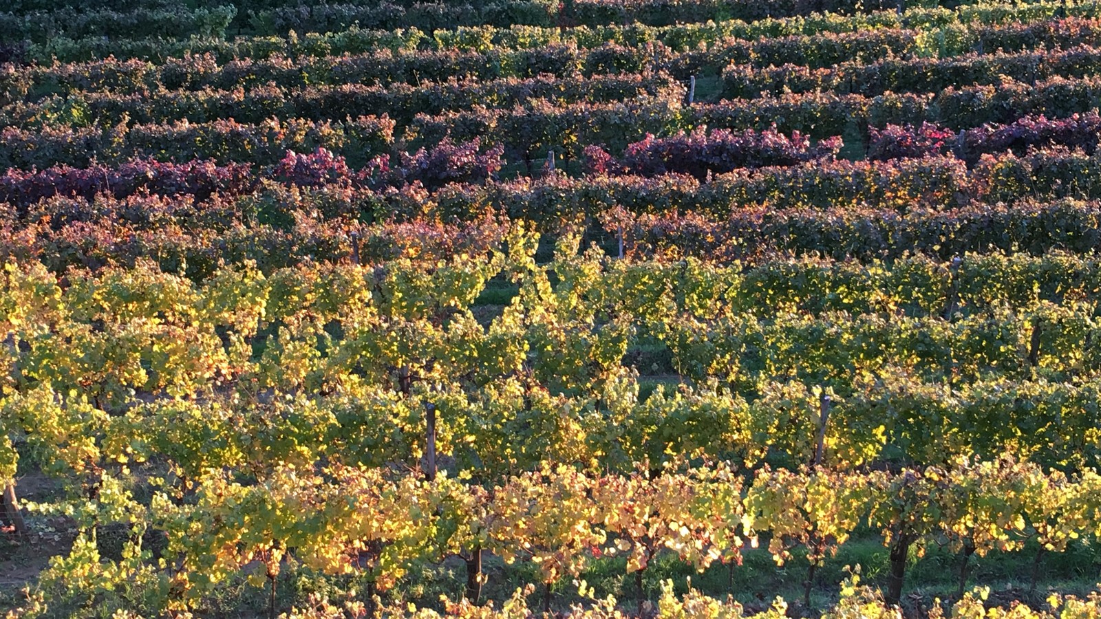 Vinogradi Istre
